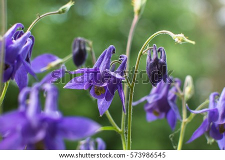 wild purple flowers - Aquilegia vulgaris
