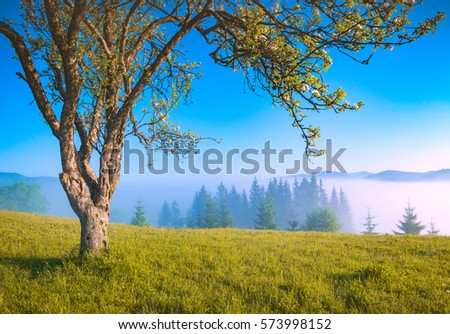 Lonely flowering apple tree on a hill. Misty mountain valley. Spring time. Early blue morning.
