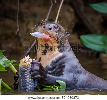 Giant river otter of Brazil