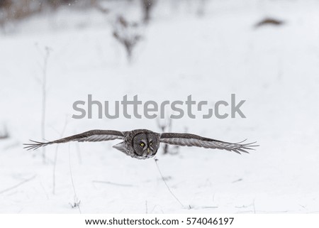 The great grey owl or great gray is a very large bird, documented as the world's largest species of owl by length. Here it is seen perched searching for prey in Quebec's harsh winter.