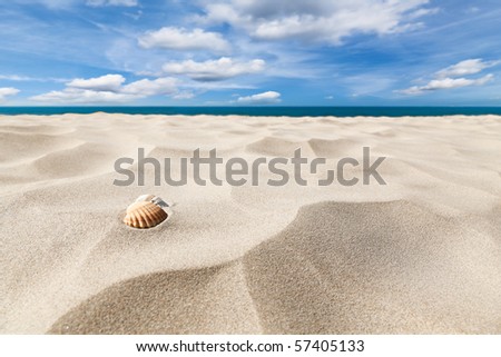 A couple of shell nuts on a tropical sandy beach. Dramatic blue cloudy sky. Royalty-Free Stock Photo #57405133