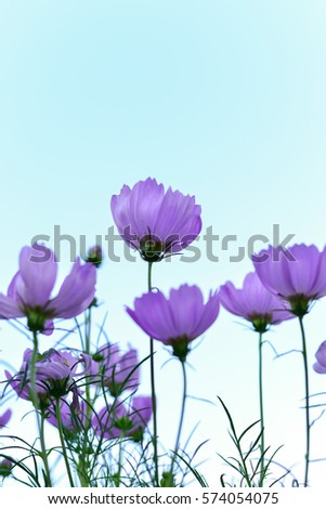 purple cosmos flower  