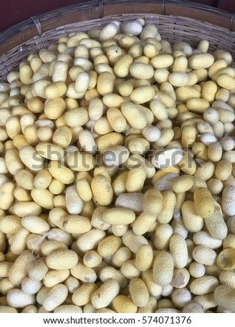 Background of White and yellow cocoon for silk process. cocoon egg for make silk cloth fabric in basket. Many cocoon silkworm, Thailand local cottage industries. Select focus