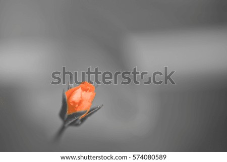 close up of cute red little flower with closed petals isolated on black and white blurry background