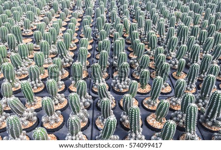 row of cactus in gravel pot, orderly concept
