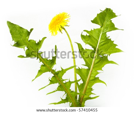 Taraxacum officinale, Dandelion. Flowers in studio against a white background. Royalty-Free Stock Photo #57410455