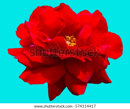 A red rose on a Carolina blue background.