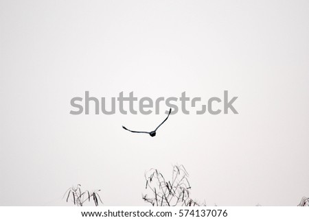 Bird life flying action in morning time on white background
