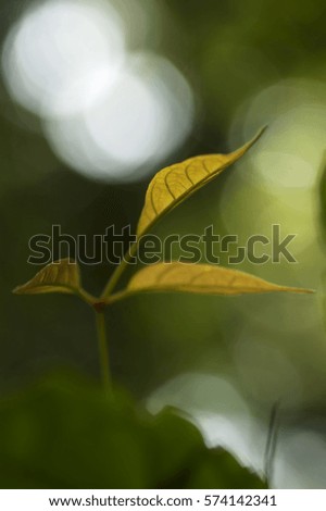 Young leaf or shoots with natural soft background for copyspace. (Selective focusing)