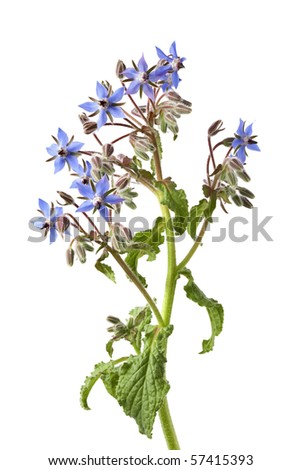 Flowering blue Borage isolated on white background