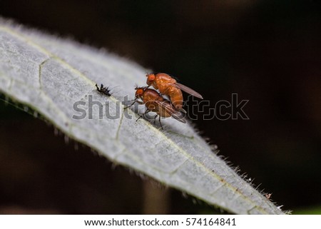 Close up view of real fruitfly in mating for insects macro photography commercial