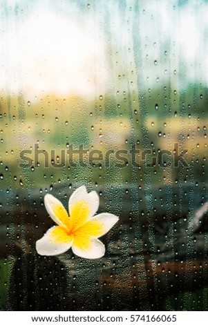 Plumeria looking through the glass in winter.