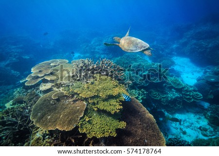 A Green Sea Turtle swims over a reef on Lady Elliot Island with a coral bommie in the foreground. Royalty-Free Stock Photo #574178764