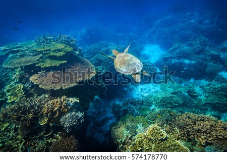 A Green Sea Turtle swims over a reef next to a coral bommie at Lady Eliot Island Royalty-Free Stock Photo #574178770