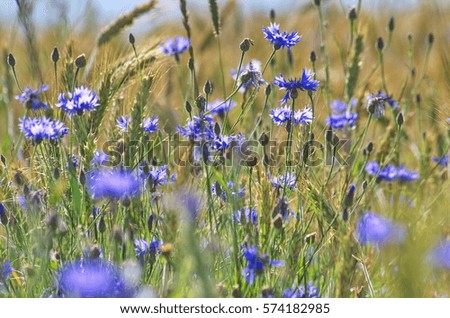 cornflowers in the field on a sunny day