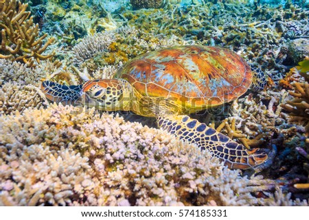 A Green Sea Turtle takes a rest on the bottom surrounded by coral Royalty-Free Stock Photo #574185331