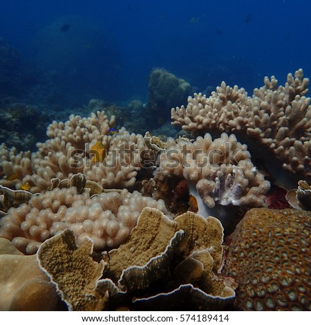 Beautiful healthy coral reef in Malaysia