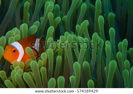 Beautiful Clown Fish on anemone