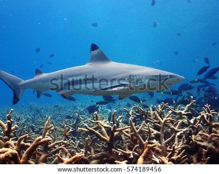 Shark on a coral reef