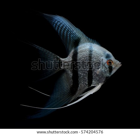angel fish isolated on black background