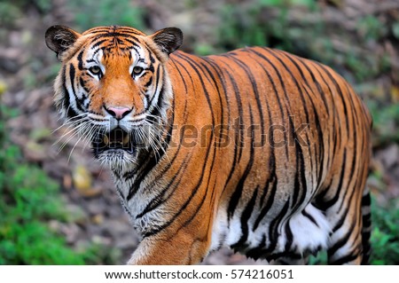 Malayan Tiger, Borneo, Malaysia (selective focus) Royalty-Free Stock Photo #574216051