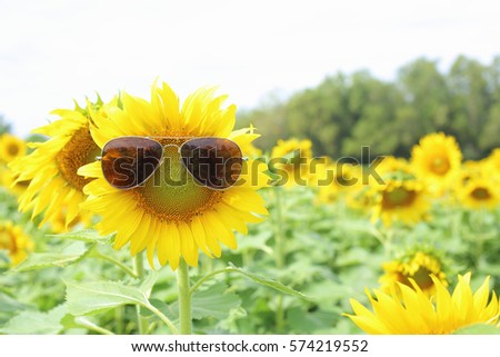 Sunflower and glasses
