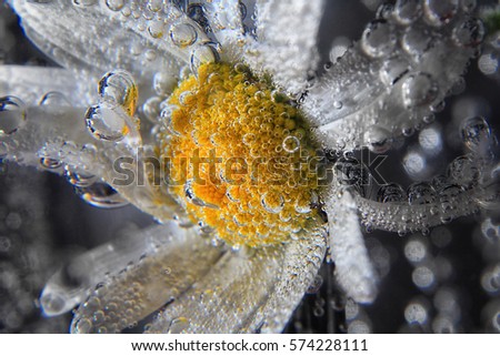 Chamomile flowers close up in fresh soda water with bubbles on dark background . floral concept.