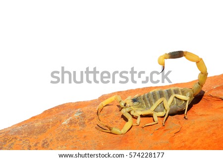 Palestine yellow scorpion or Deathstalker, Leiurus quinquestriatus on red sand stone. Close up