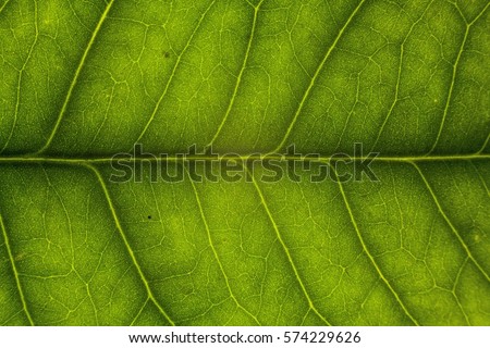 Blur green leaf texture for background indicating love for mother nature and pollution free