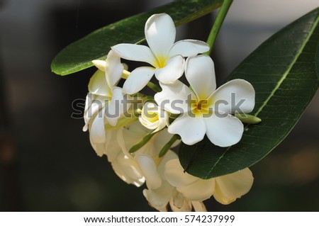 group of Frangipani flowers blooming 