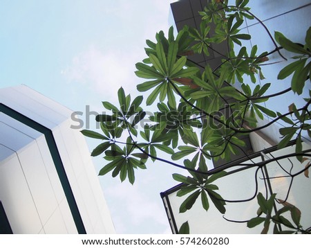 Tree leaf  in Bangkok city