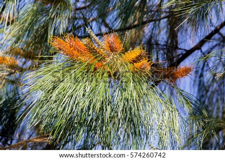 A flower of pine tree in garden.