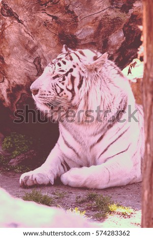 beautiful white tiger in zoo, note shallow depth of field