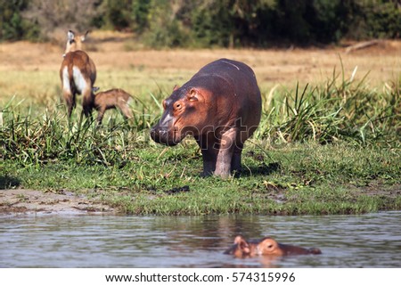 The common hippopotamus (Hippopotamus amphibius), young hippo standing on riverbank.