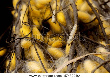yellow silk pupa background textures.