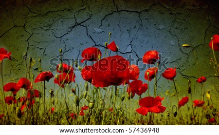 Photo of a poppies pasted on a grunge background