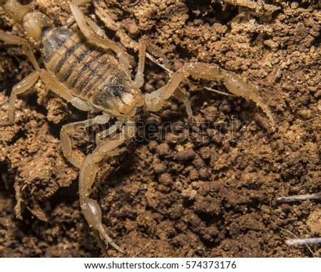 Scorpion found in the wild under a rock.