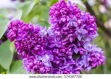 purple beautiful lilac blossom in spring, close up of lilac branches with fragrant flowers, natural floral background