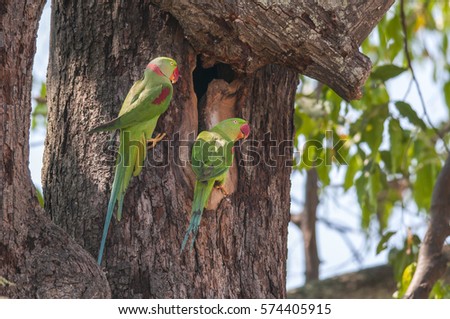 Couple bird,Alexandrine Parakeet