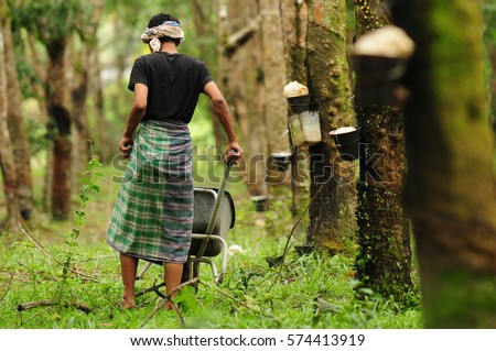 workers at the at rubber plantation Terengganu, Malaysia (it is hevea brasiliensis as a source of natural rubber) and soft background of man tapping rubber tree, ( selective focus) Royalty-Free Stock Photo #574413919