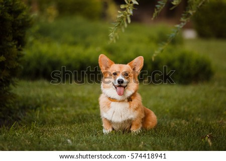 the Corgi dog sitting on the grass
 Royalty-Free Stock Photo #574418941