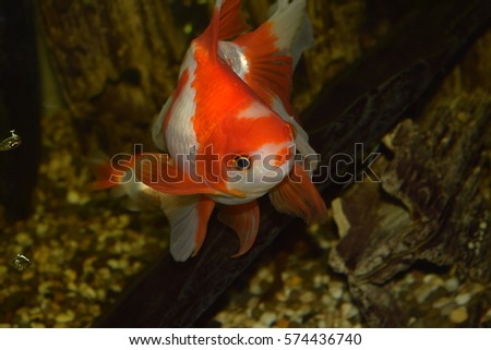 Aquarium golden fish. Beautiful domesticated fishes.