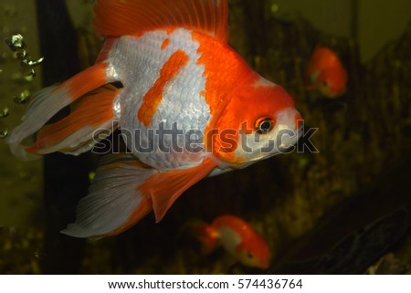 Aquarium golden fish. Beautiful domesticated fishes.