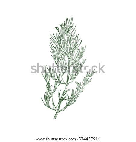 Vector illustration hand drawn fresh green bunch of dill isolated on white backgound. Sketch style