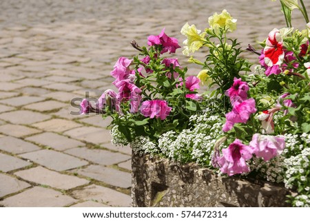 Blooming flowers against the backdrop of masonry