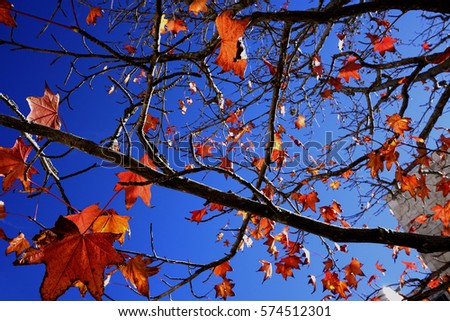 Autumn landscape, lots of red leaves and blue sky
