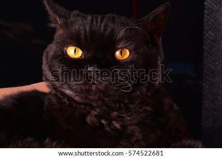 Beautiful black cat with yellow eyes, close up. Selkirk rex