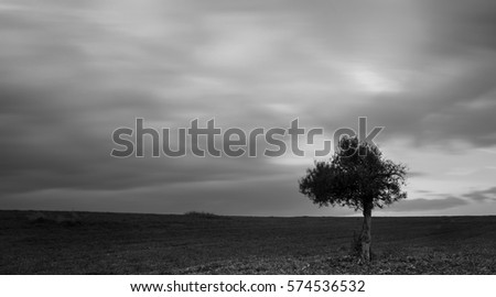 Black and white image of lonely olive tree on a wheat field  with moving clouds. Long Exposure photo.