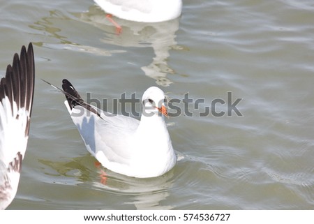 seagull relax on the water