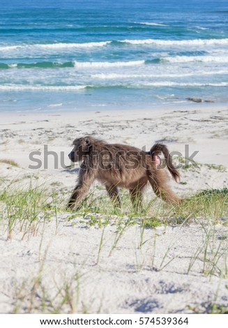 Chacma Baboons feeding and grooming among the sand dunes along the Atlantic coast in the Cape Point Nature Reserve, Cape Town, South Africa